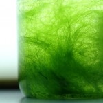 Spirogira, alga verde filamentoasa ce se 
dezvolta masiv la sfarsitul primaverii.