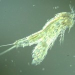 Copepode Canthocamptus