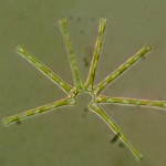 Diatomee-Asterionella