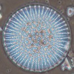 Diatomee-Sephanodiscus